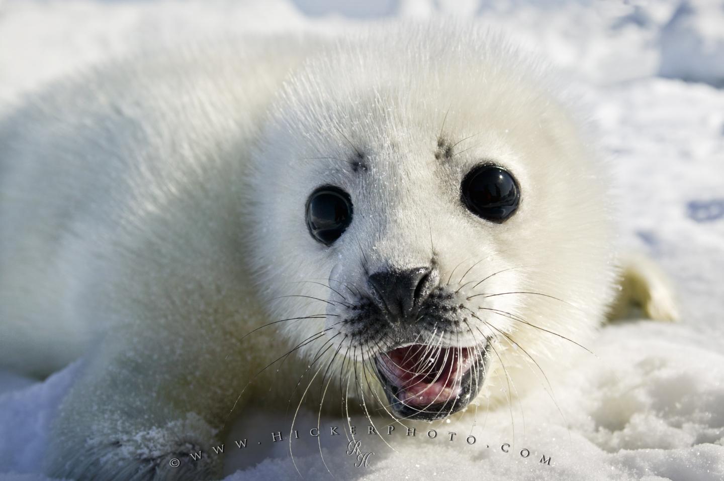 Baby Seal Wallpaper - Pup White Baby Seal , HD Wallpaper & Backgrounds