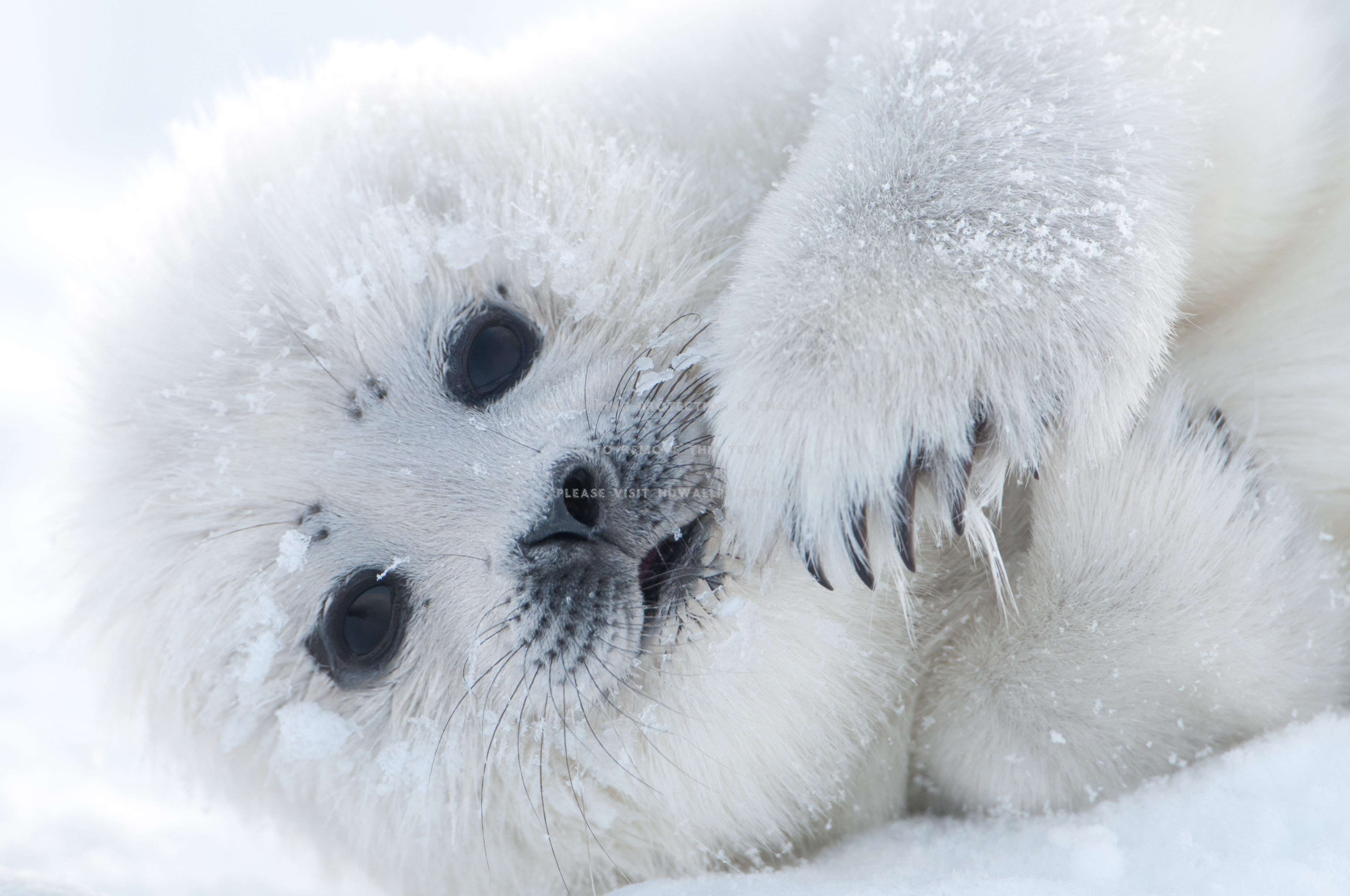 Cute Seal Pup Popular Animals - Cute Seal , HD Wallpaper & Backgrounds