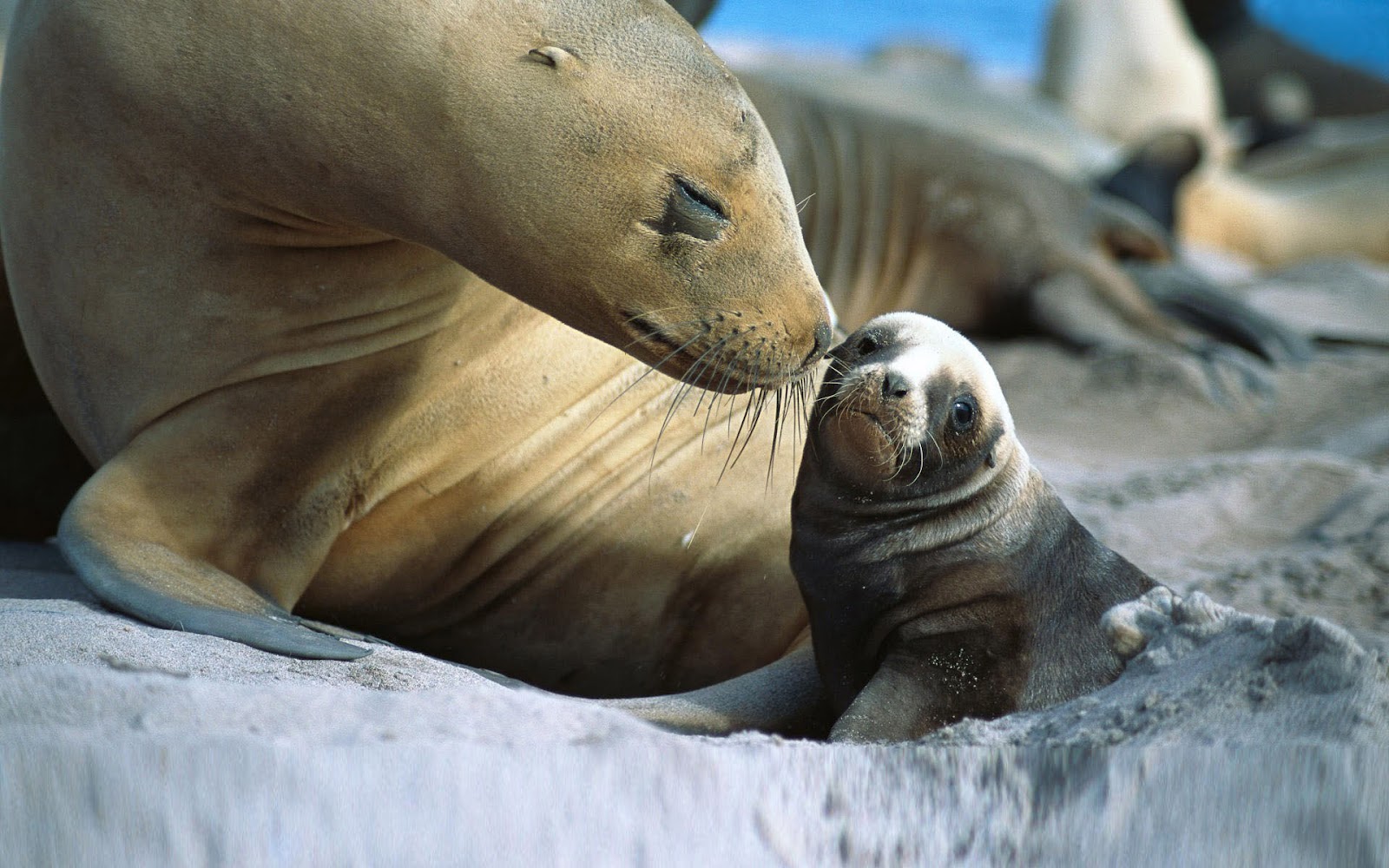 Baby Sea Lion With Mom , HD Wallpaper & Backgrounds