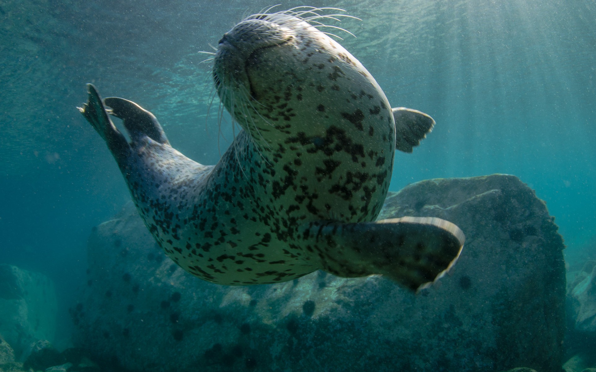 Underwater Seal Wallpaper - Hintergrundbild Unter Wasser Bilder 4k , HD Wallpaper & Backgrounds