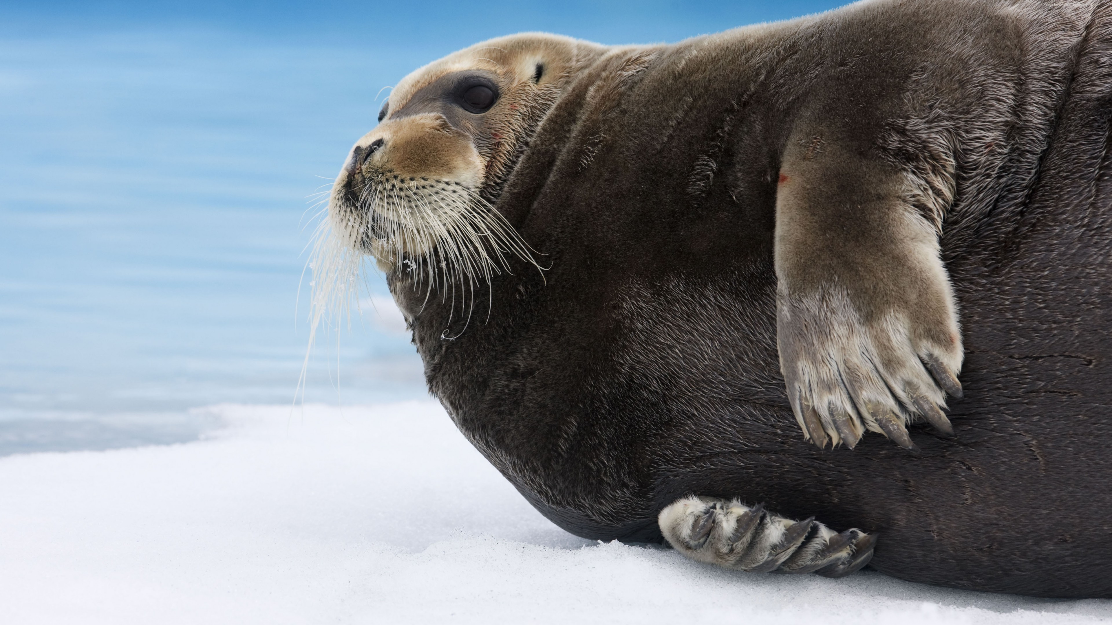 Jigsaw Puzzle Seal , HD Wallpaper & Backgrounds