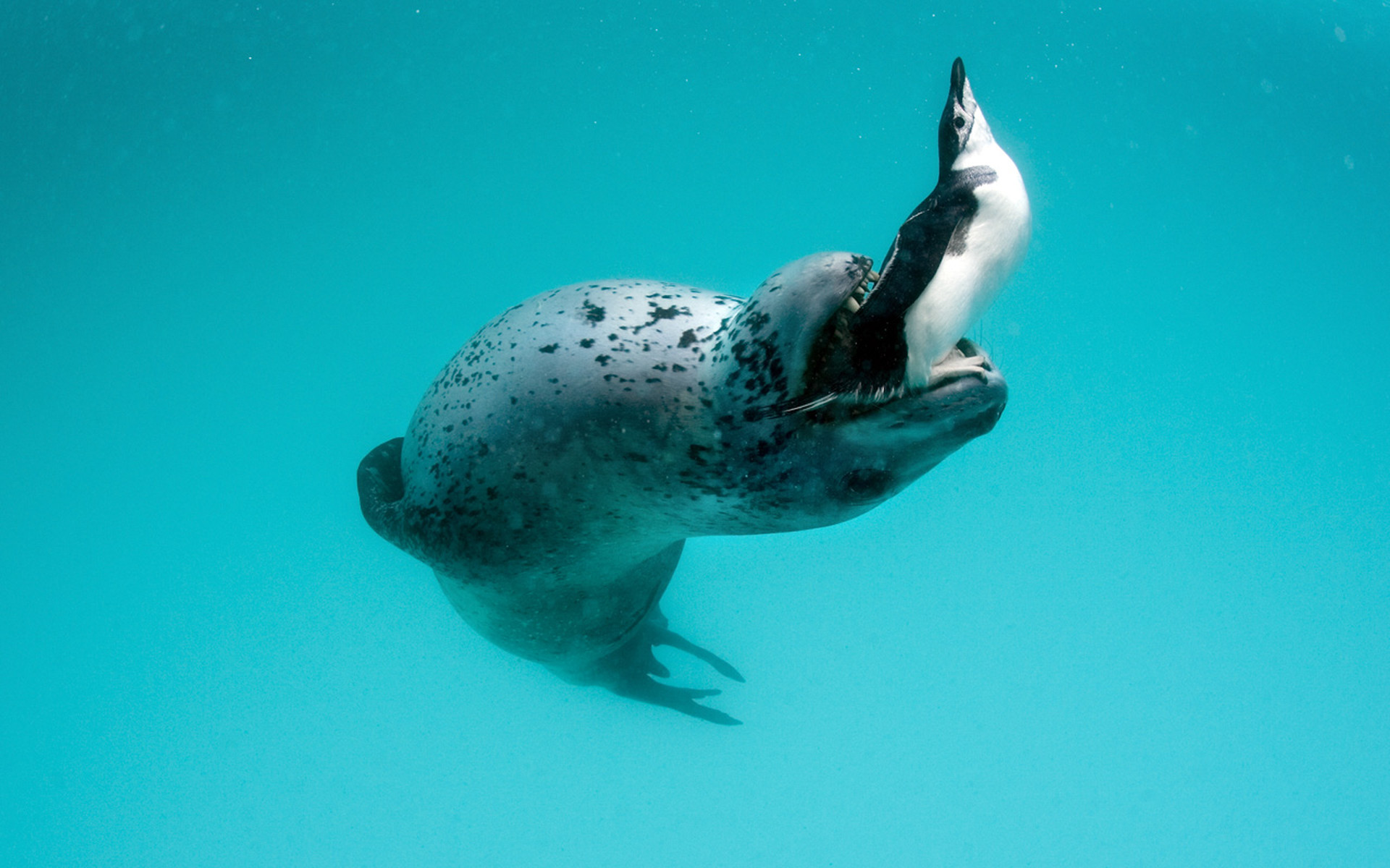 Desktop Wallpapers Free Leopard Seal Hunts For Penguins - March Of The Penguins Seal , HD Wallpaper & Backgrounds