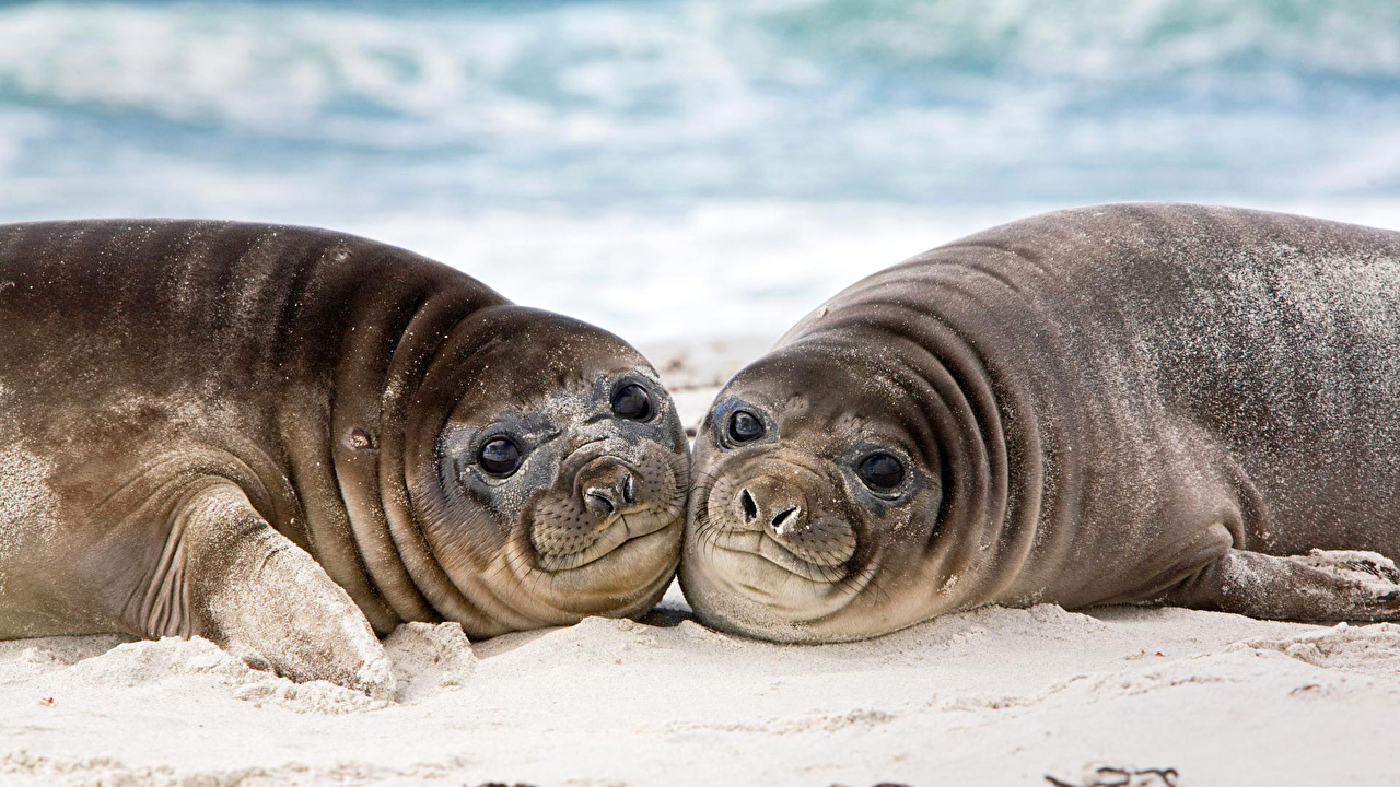 Foca En Las Islas Malvinas , HD Wallpaper & Backgrounds