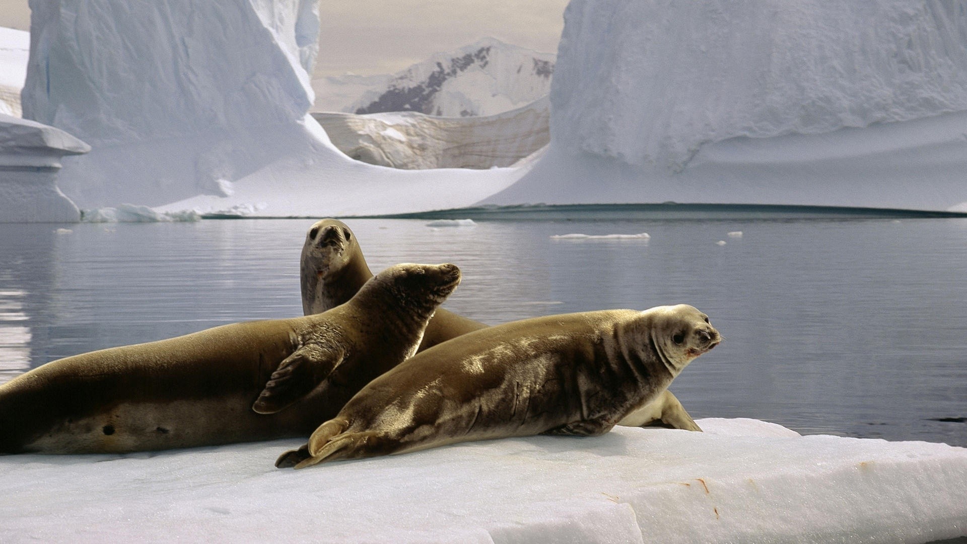 Antarctica Animals Wallpapers - Seal In South Pole , HD Wallpaper & Backgrounds