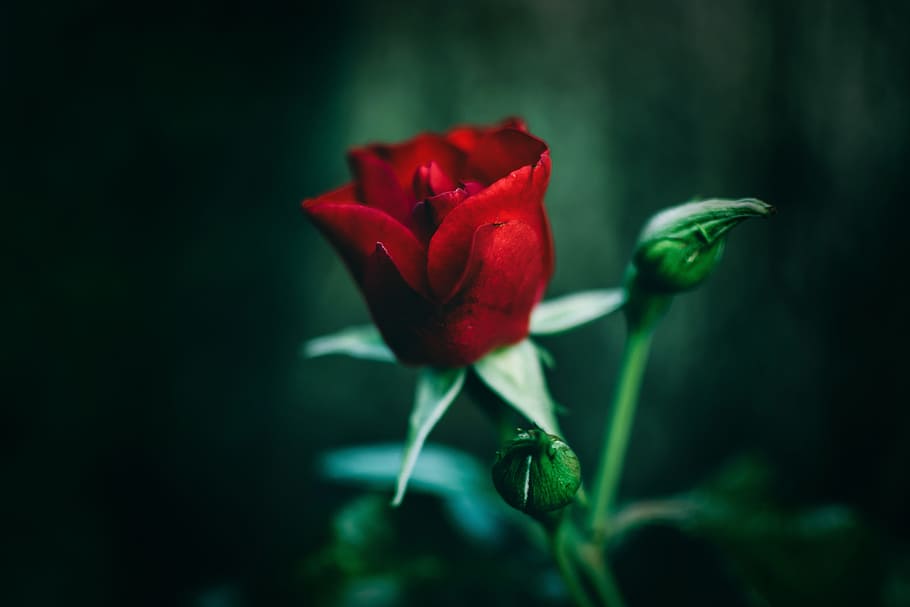 Single, Red, Rose, Red Rose, Flower, Romantic, Love, - Photography Close Up Nature , HD Wallpaper & Backgrounds