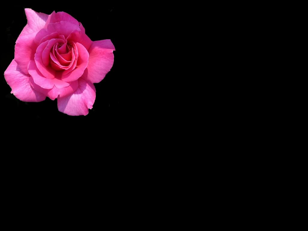 Single Flower Wallpaper Single Flower Desktop Background - Single Flower With Black Background , HD Wallpaper & Backgrounds