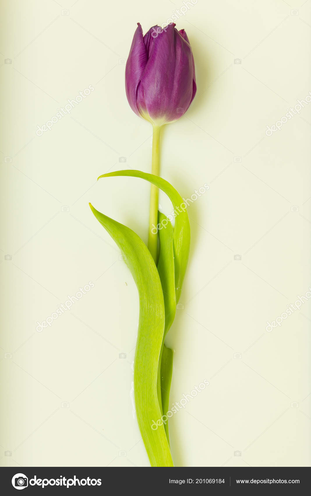 Single Purple Tulip Immersed Creamy Milk Wallpaper - Purple Single Tulip Flower , HD Wallpaper & Backgrounds