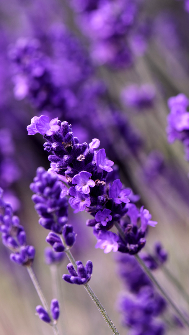 Flower, Flowering Plant, Lavender, Purple, Violet, - Iphone Lavender Flower , HD Wallpaper & Backgrounds