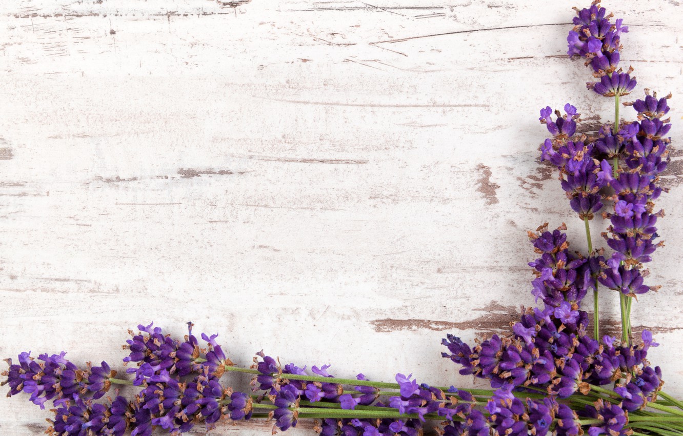 Photo Wallpaper Branches, Wood, Flowers, Lavender, - Aromatherapy Course , HD Wallpaper & Backgrounds