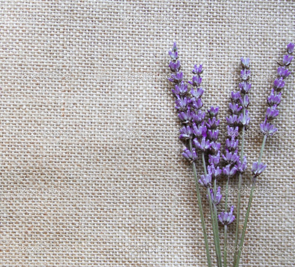 Lavender Flowers Wallpapers Hd Freetopwallpapercom , HD Wallpaper & Backgrounds