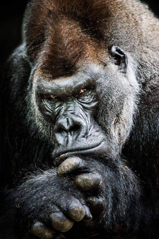 Gorilla Thinking , HD Wallpaper & Backgrounds