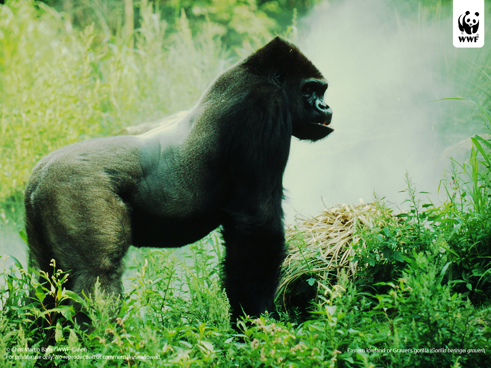 Gorilla In Its Natural Habitat , HD Wallpaper & Backgrounds