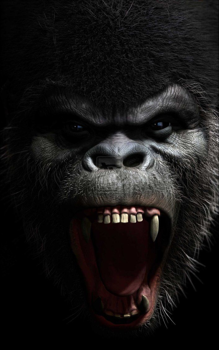 Gorilla Roaring , HD Wallpaper & Backgrounds