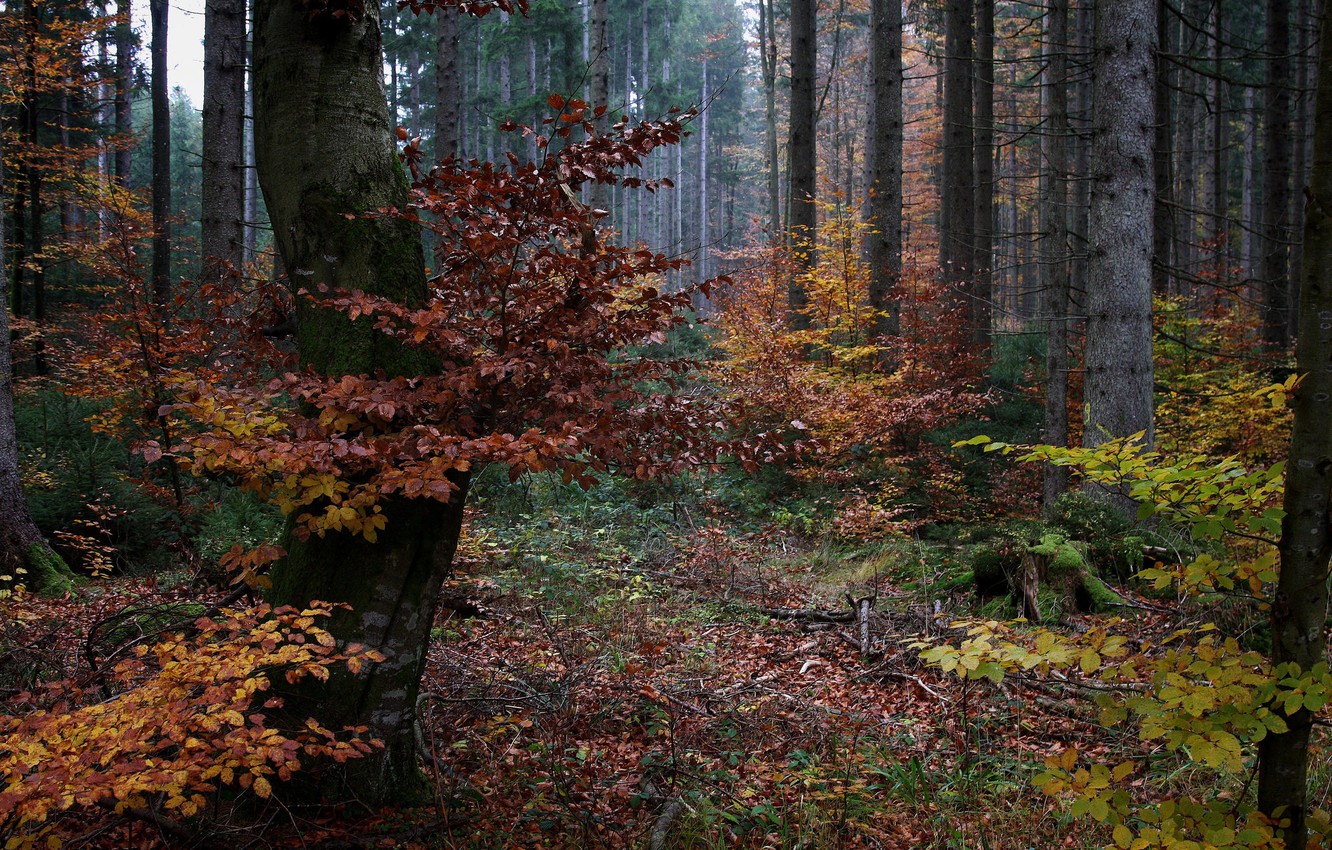 Photo Wallpaper Forest, Germany, Bayern, The Colors - Old-growth Forest , HD Wallpaper & Backgrounds