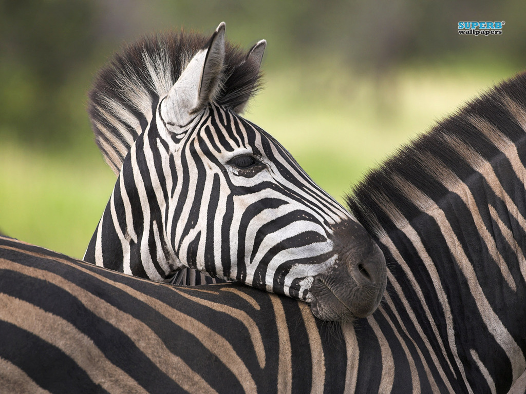 Zebra - High Res Images Of Wild Animals , HD Wallpaper & Backgrounds