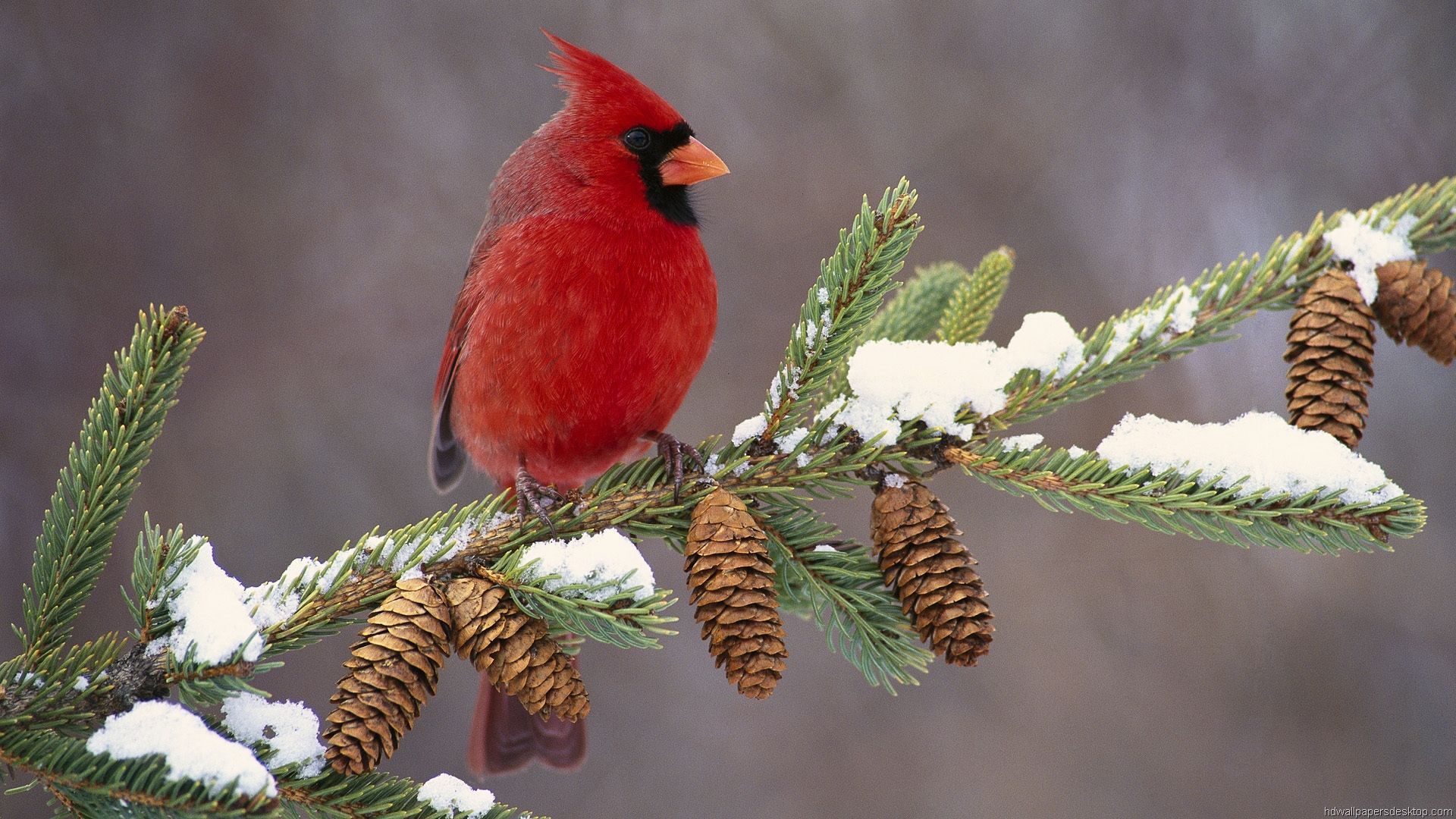 Winter Birds Wallpaper - Winter Birds , HD Wallpaper & Backgrounds