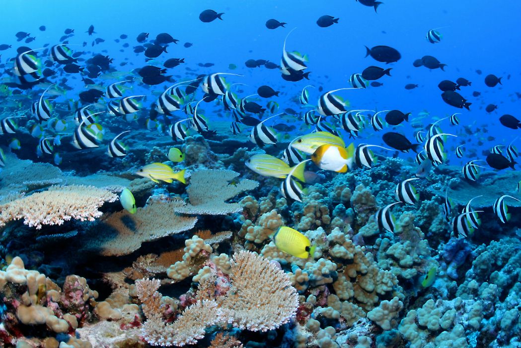 Underwater Ocean Sea Nature Tropical Reef Coral Wallpaper - Punta Cana Dominican Republic Snorkeling , HD Wallpaper & Backgrounds