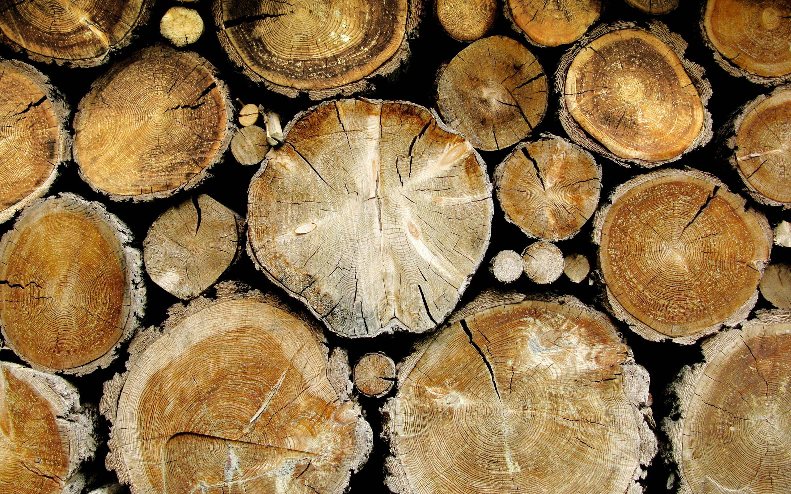 Wood Logs Wallpaper - Tree Trunks , HD Wallpaper & Backgrounds