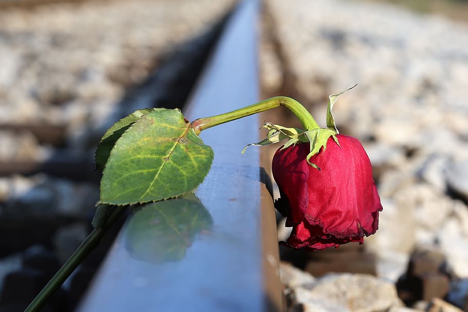 Stop Youth Suicide, Sad Red Rose On Rail, Lost Love, - Bill En Joe Smith , HD Wallpaper & Backgrounds