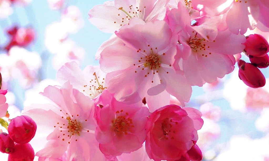 Pink Cherry Blossom Flower , HD Wallpaper & Backgrounds