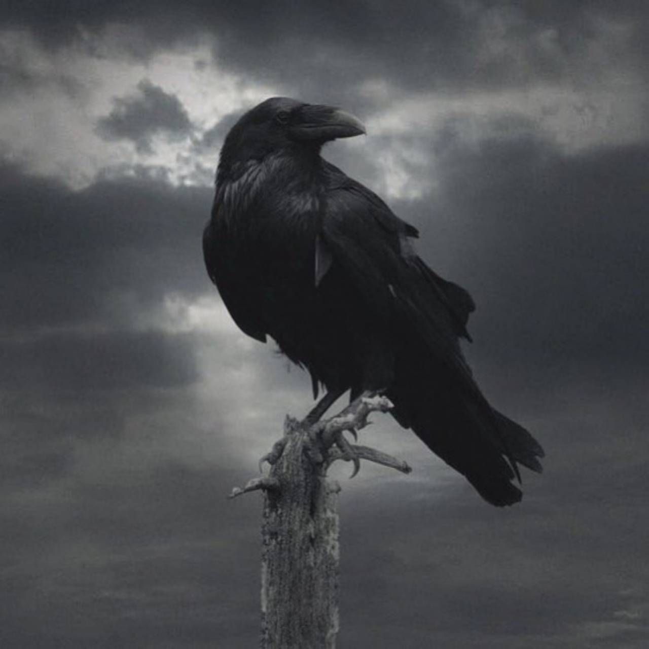 Raven Games Of Thrones , HD Wallpaper & Backgrounds