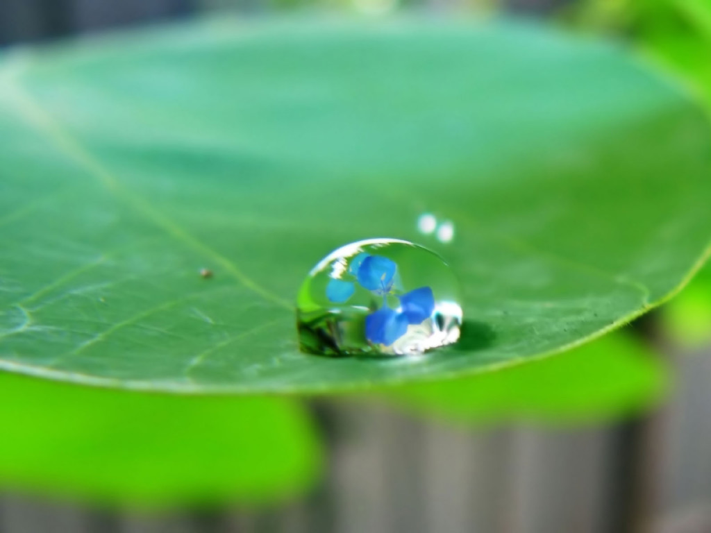 Water Drop Wallpapers - Nature Water Drops , HD Wallpaper & Backgrounds
