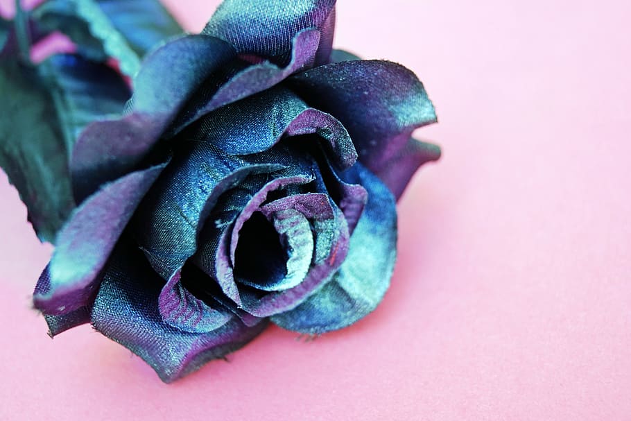 Blue And Purple Silk Rose Flower On Pink Surface, Anniversary, - Kansainvälinen Naistenpäivä Naistenpäivä 2020 , HD Wallpaper & Backgrounds