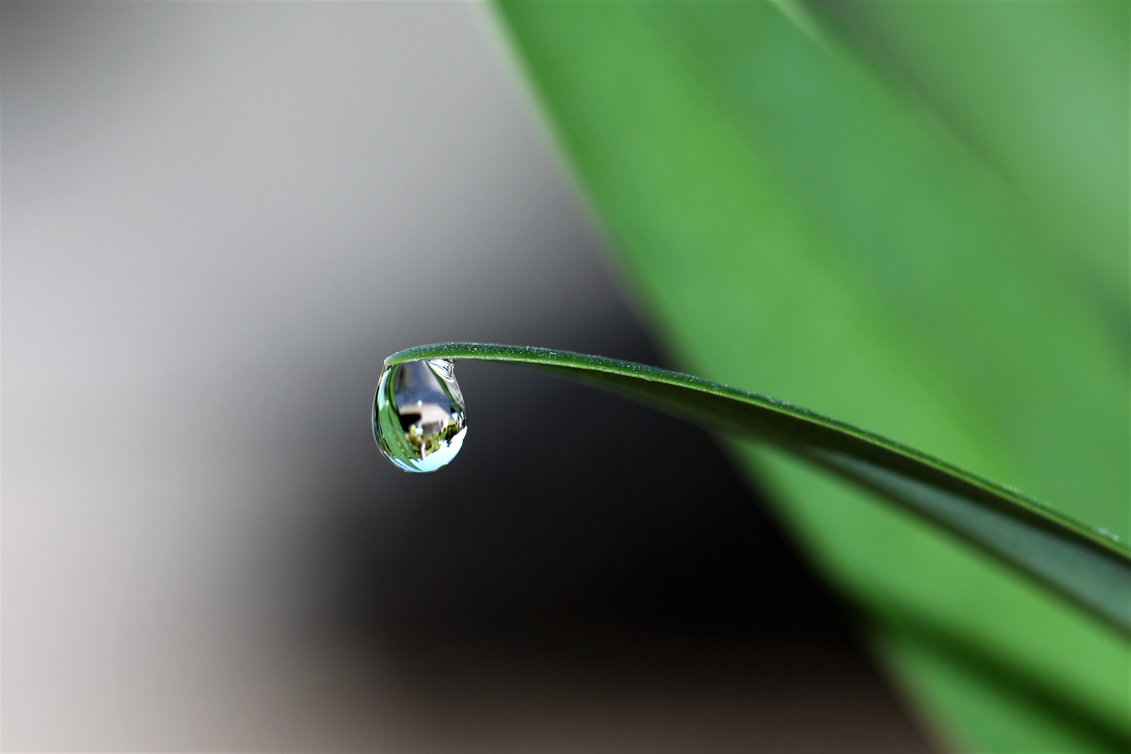 Water Drop From Plant , HD Wallpaper & Backgrounds