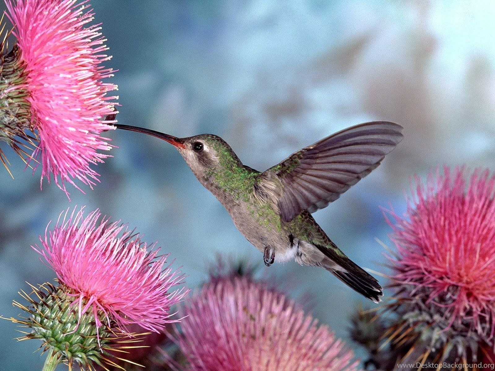 Beautiful Hd Wallpapers - Hummingbird Desktop Background , HD Wallpaper & Backgrounds