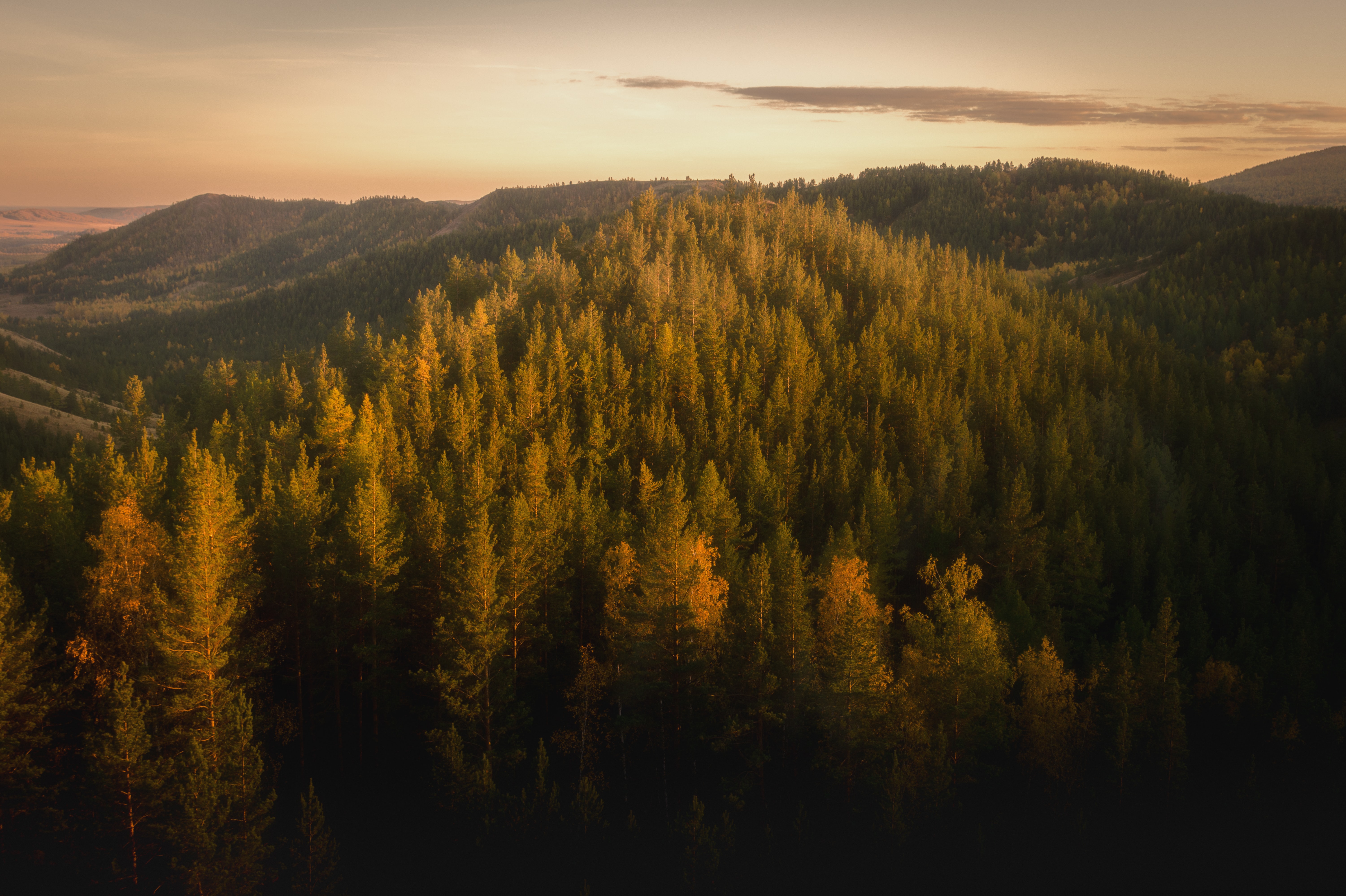 Golden Hour Forest , HD Wallpaper & Backgrounds