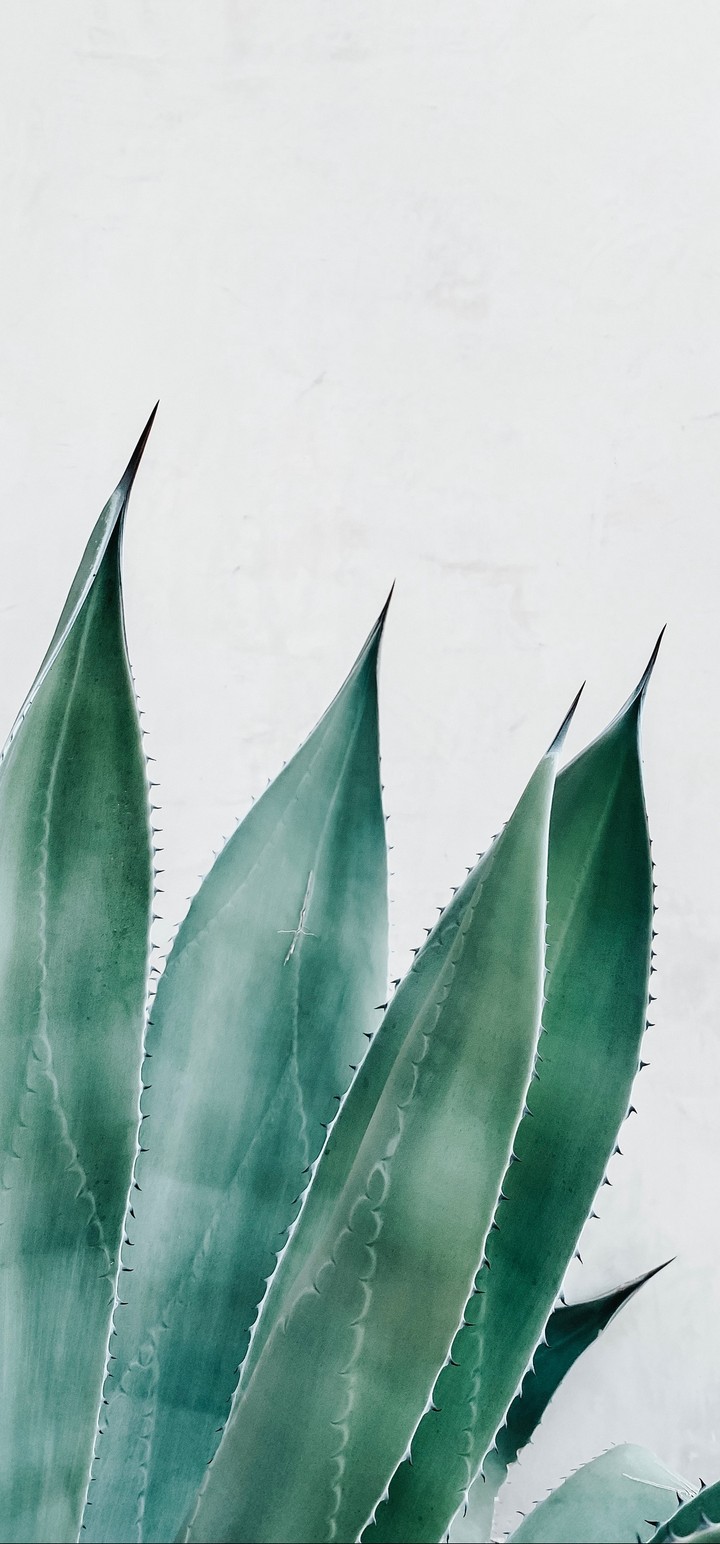 Aloe Succulent Plant Wallpaper - Succulent Plants , HD Wallpaper & Backgrounds