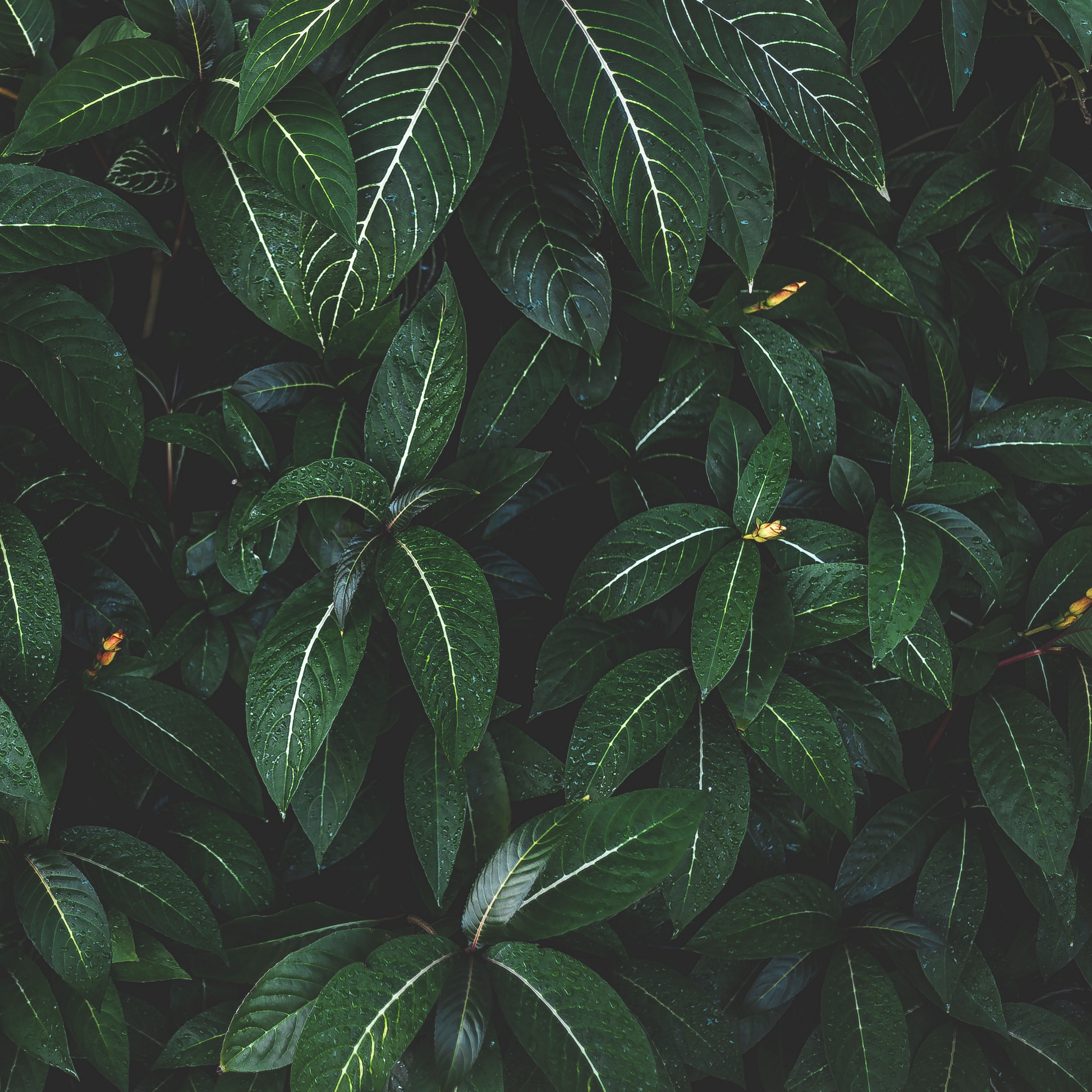Wallpaper Plant, Leaves, Green, Striped, Bush - Ipad Pro Wallpapers Leaves , HD Wallpaper & Backgrounds