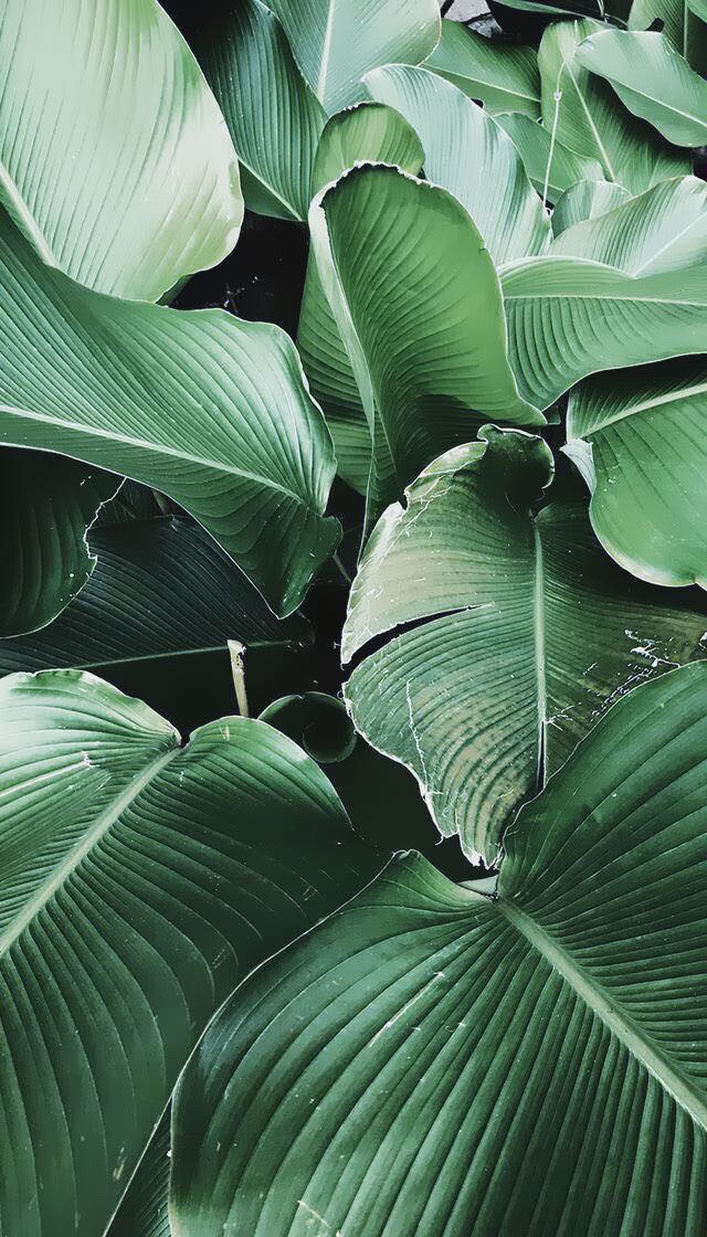 Plant Wallpaper, Iphone Wallpaper, He And Plants - Green Leaves , HD Wallpaper & Backgrounds