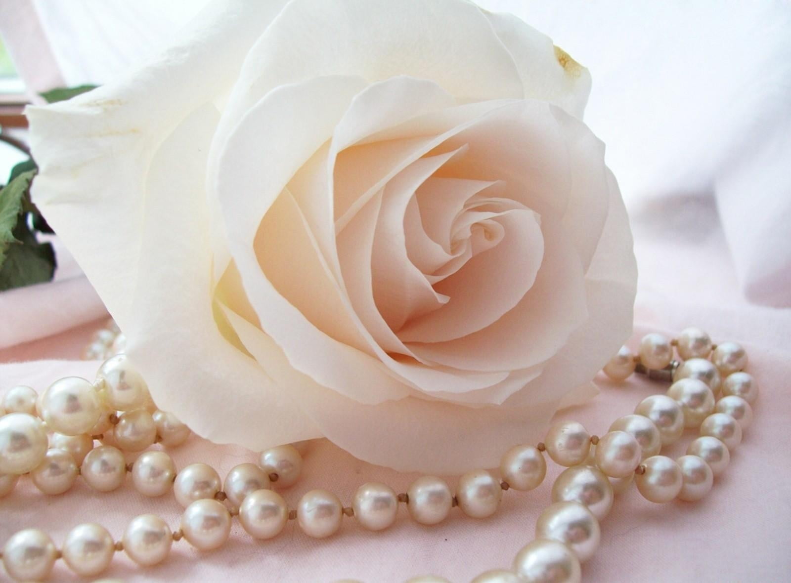 White Rose And Pearls , HD Wallpaper & Backgrounds