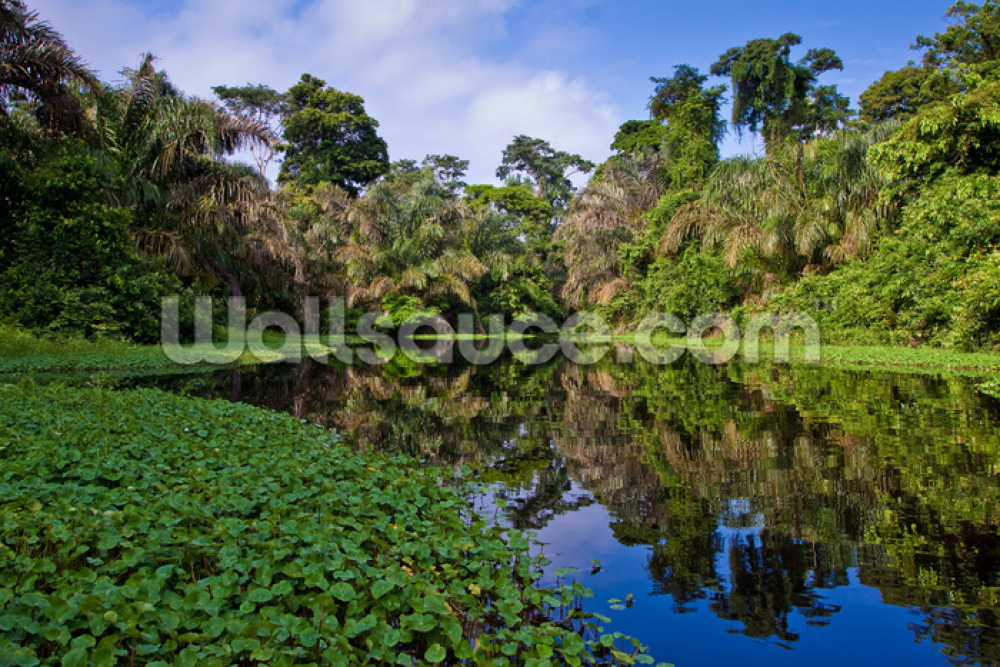 Rainforest River Wall Mural - Costa Rica Nature , HD Wallpaper & Backgrounds