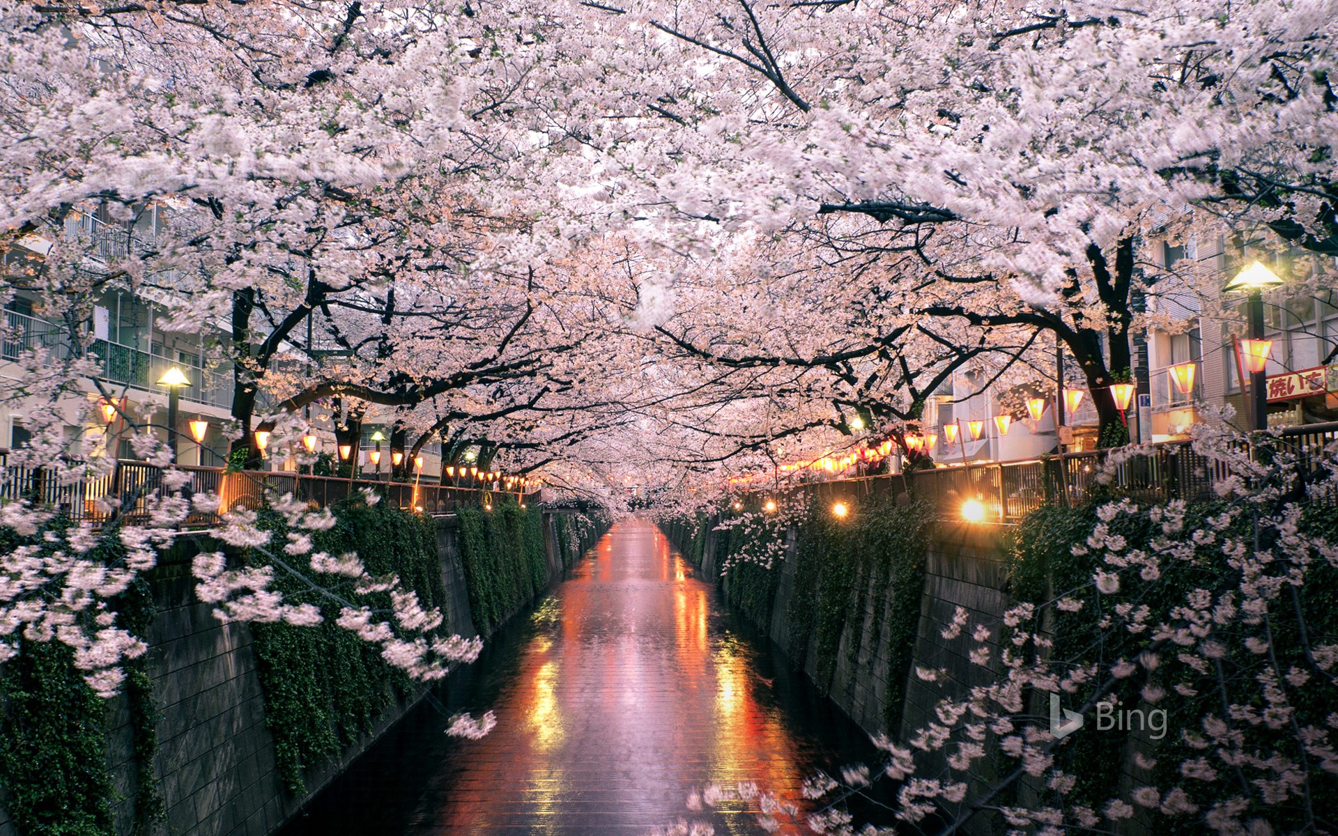 Meguro River Tokyo - Cherry Blossoms Over Meguro River , HD Wallpaper & Backgrounds