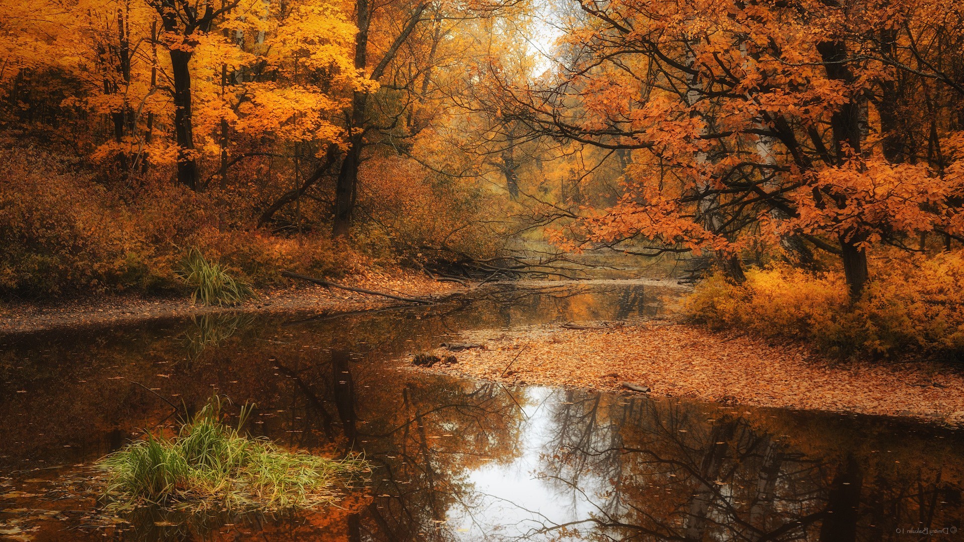Autumn Forest And River , HD Wallpaper & Backgrounds