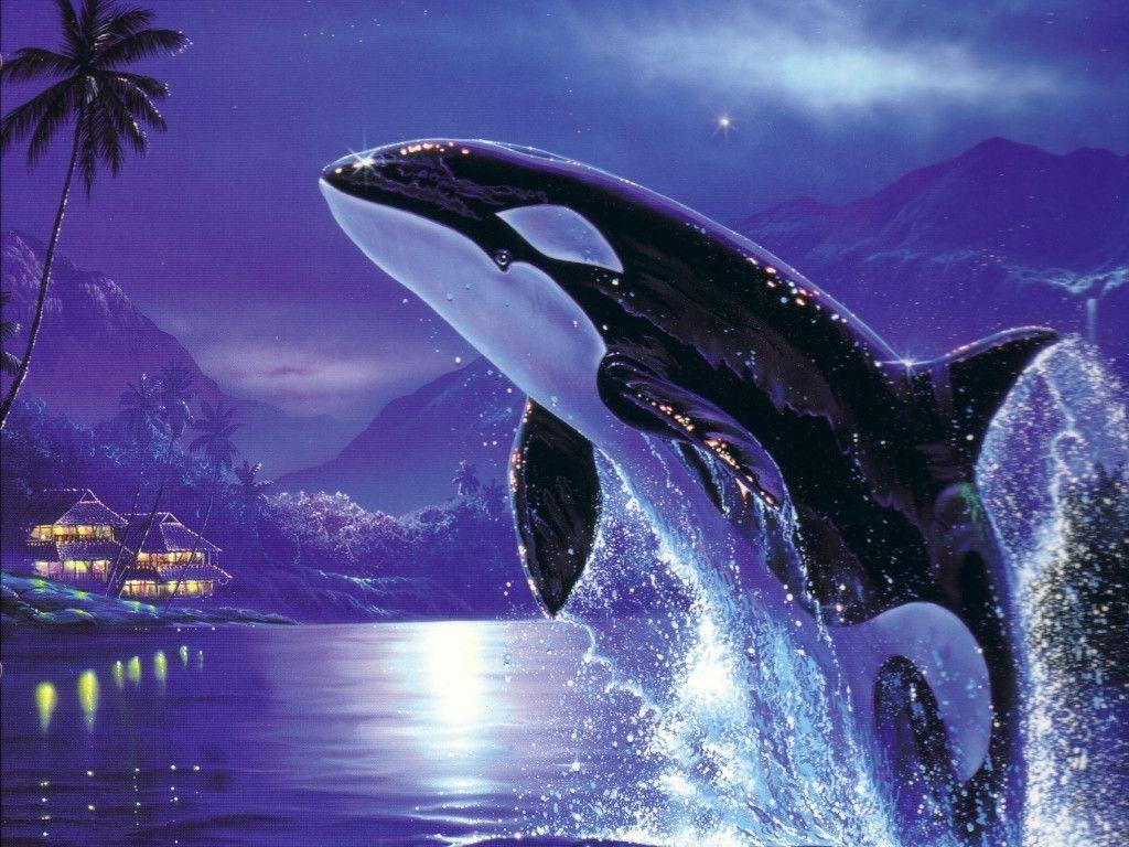 Cool Pictures Of Orcas , HD Wallpaper & Backgrounds