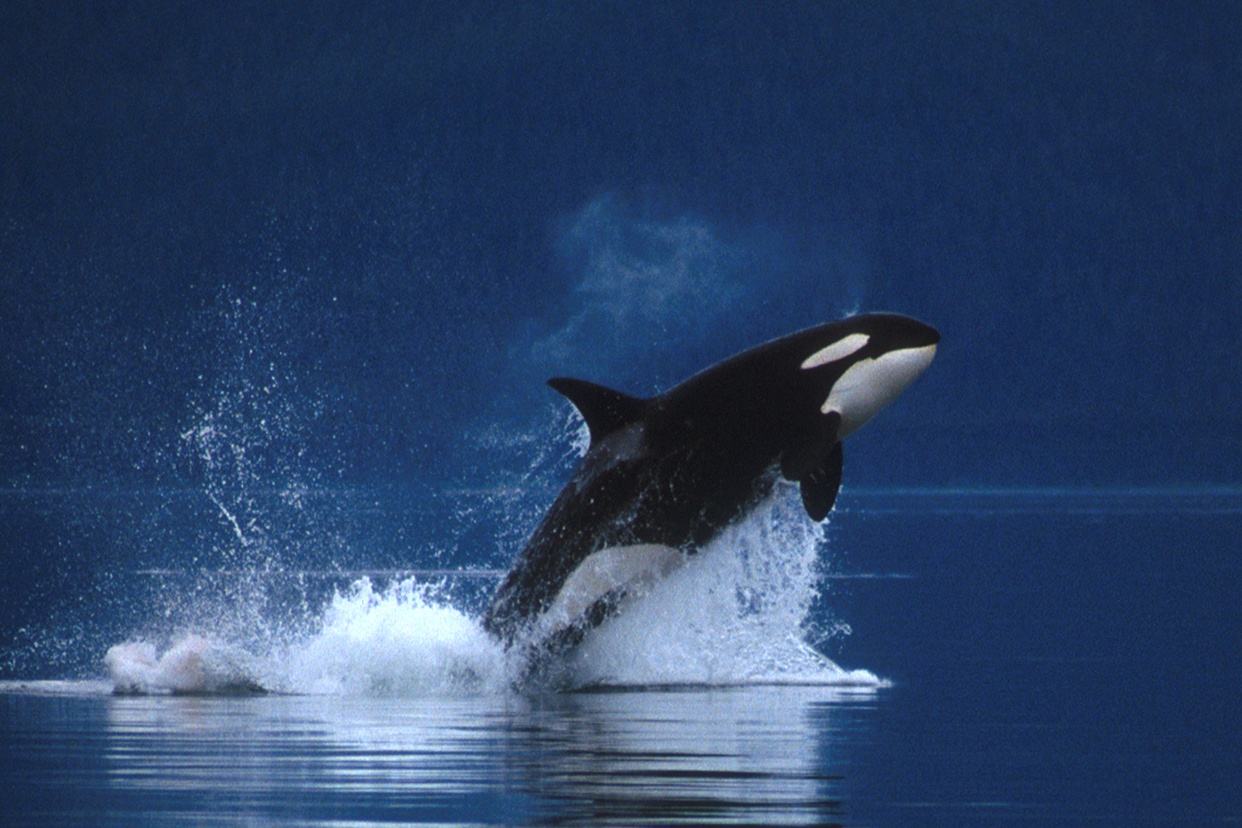 Free Killer Whale Wallpaper Wallpapers Download - Killer Whale , HD Wallpaper & Backgrounds
