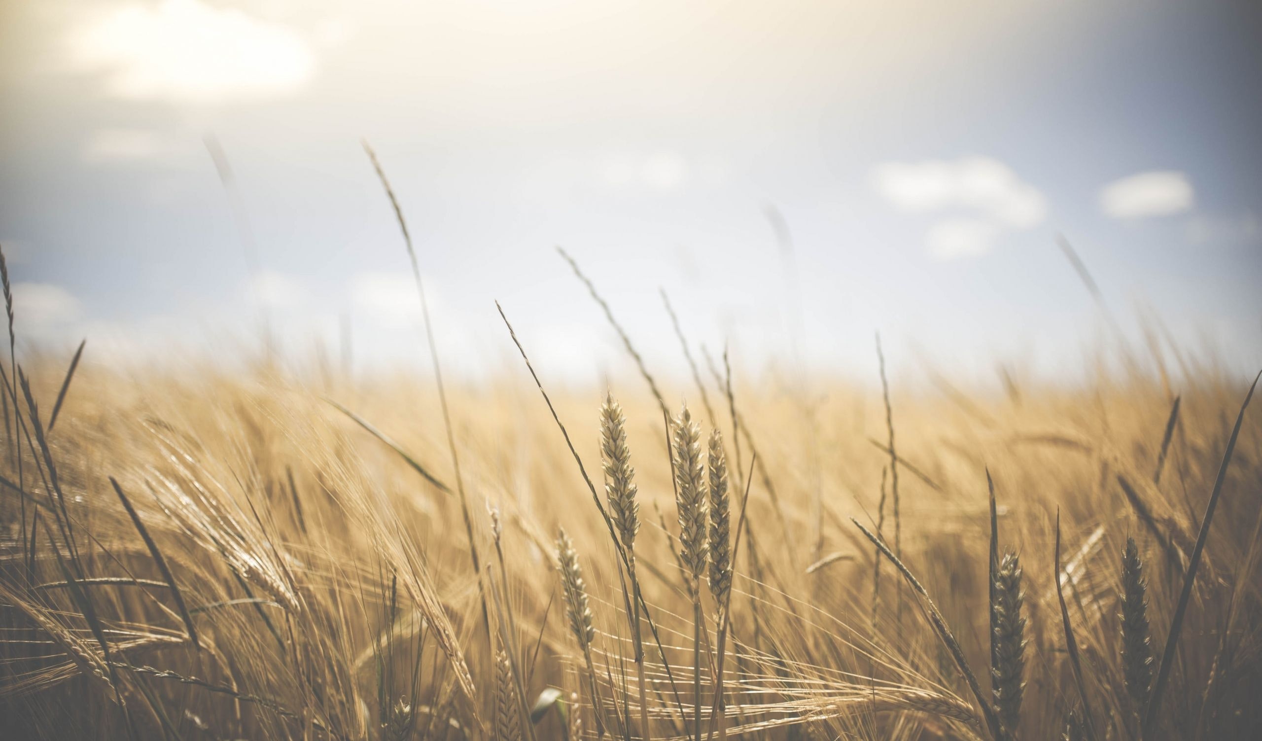 Wheat Field Background , HD Wallpaper & Backgrounds