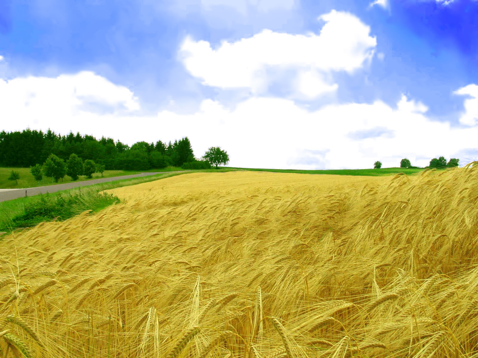 Golden Field - Scenery Wallpaper - Ukrainian Wheat Fields , HD Wallpaper & Backgrounds