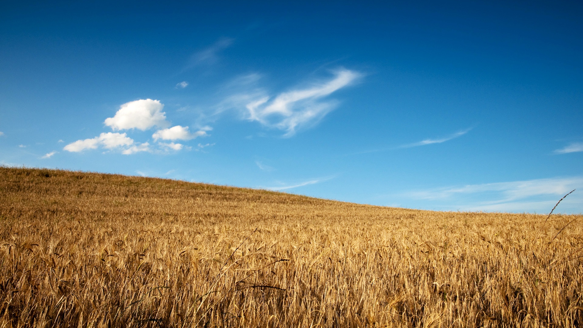 Wheat Field Wallpaper , HD Wallpaper & Backgrounds