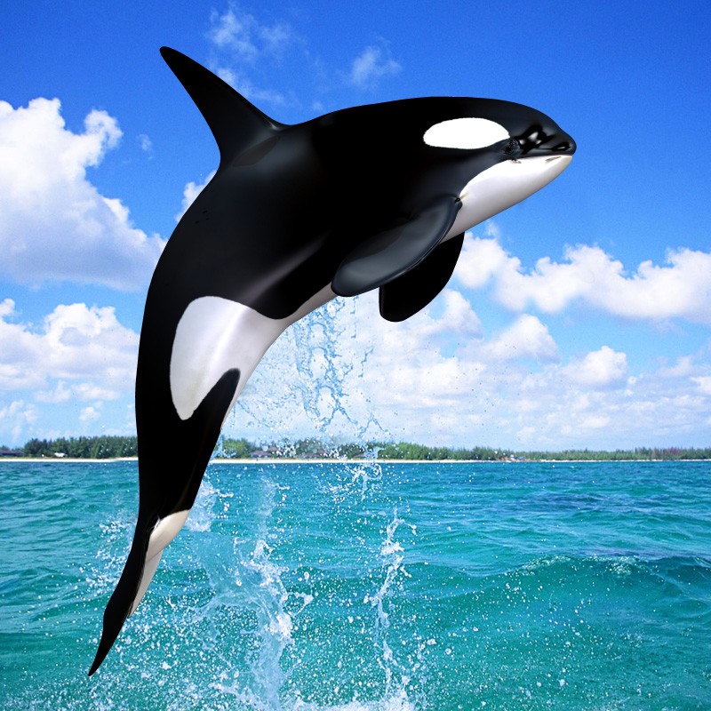 Orca Wallpaper Hd - Orca Whale , HD Wallpaper & Backgrounds