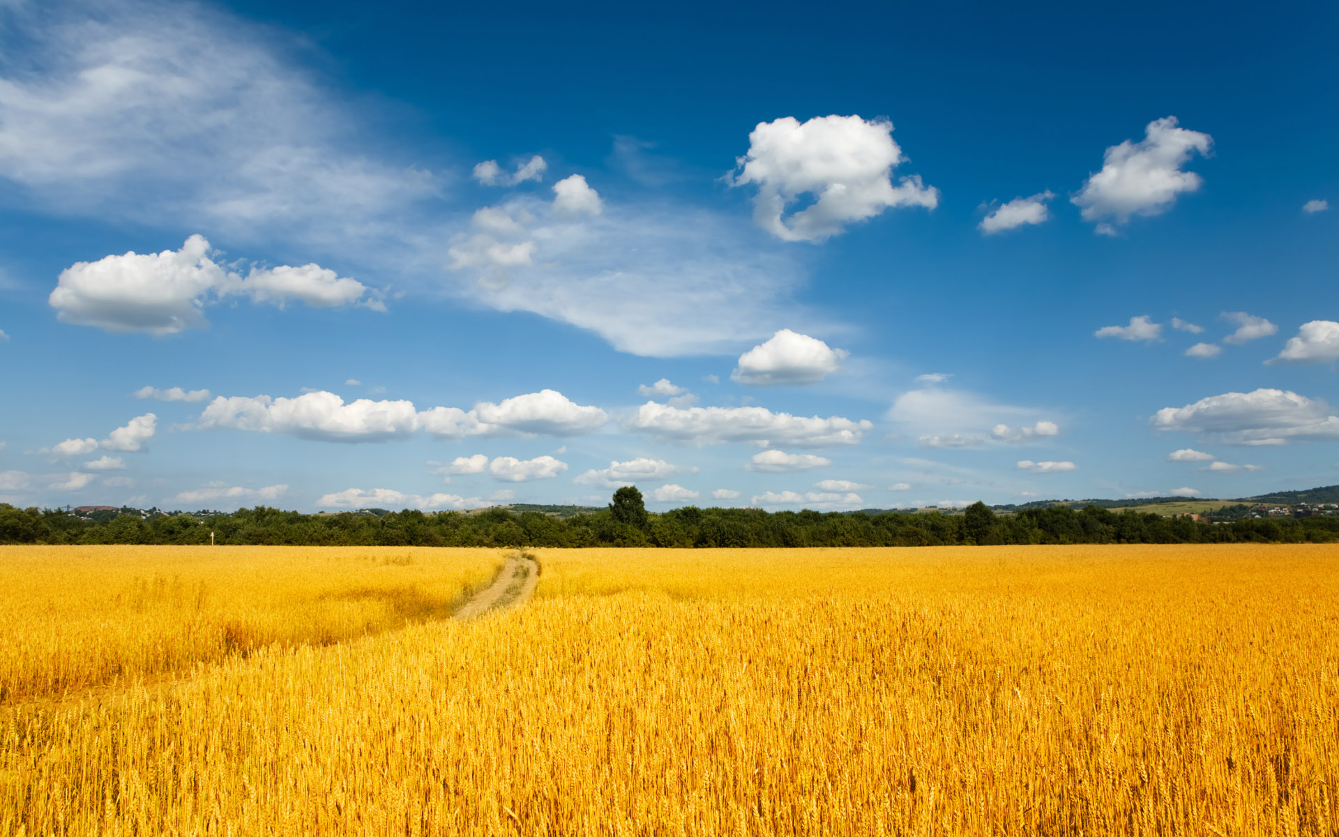 Really Cool Wheat Fields 19201200 Wallpapers We Have - Wheat Field , HD Wallpaper & Backgrounds