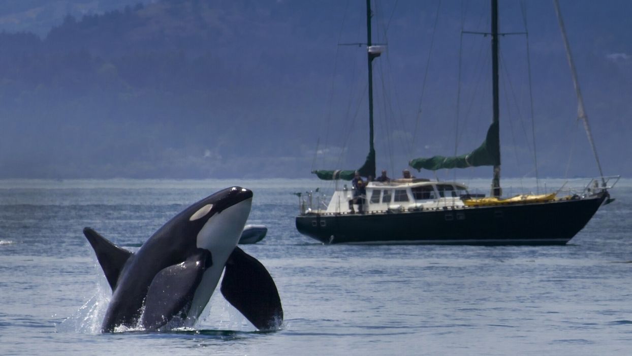Killer Whale Yacht Orca Ship Boat Wallpaper - Orca Next To Boat , HD Wallpaper & Backgrounds