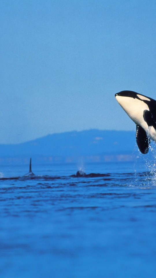 Killer Whale Facebook Cover , HD Wallpaper & Backgrounds