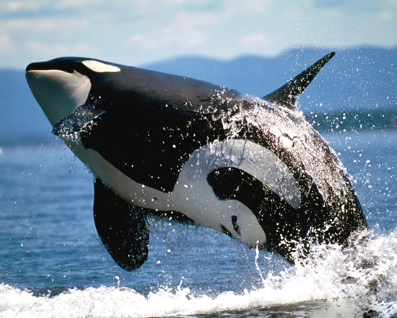 Orca Whale Wallpaper - Blue Whale Fish Hd , HD Wallpaper & Backgrounds
