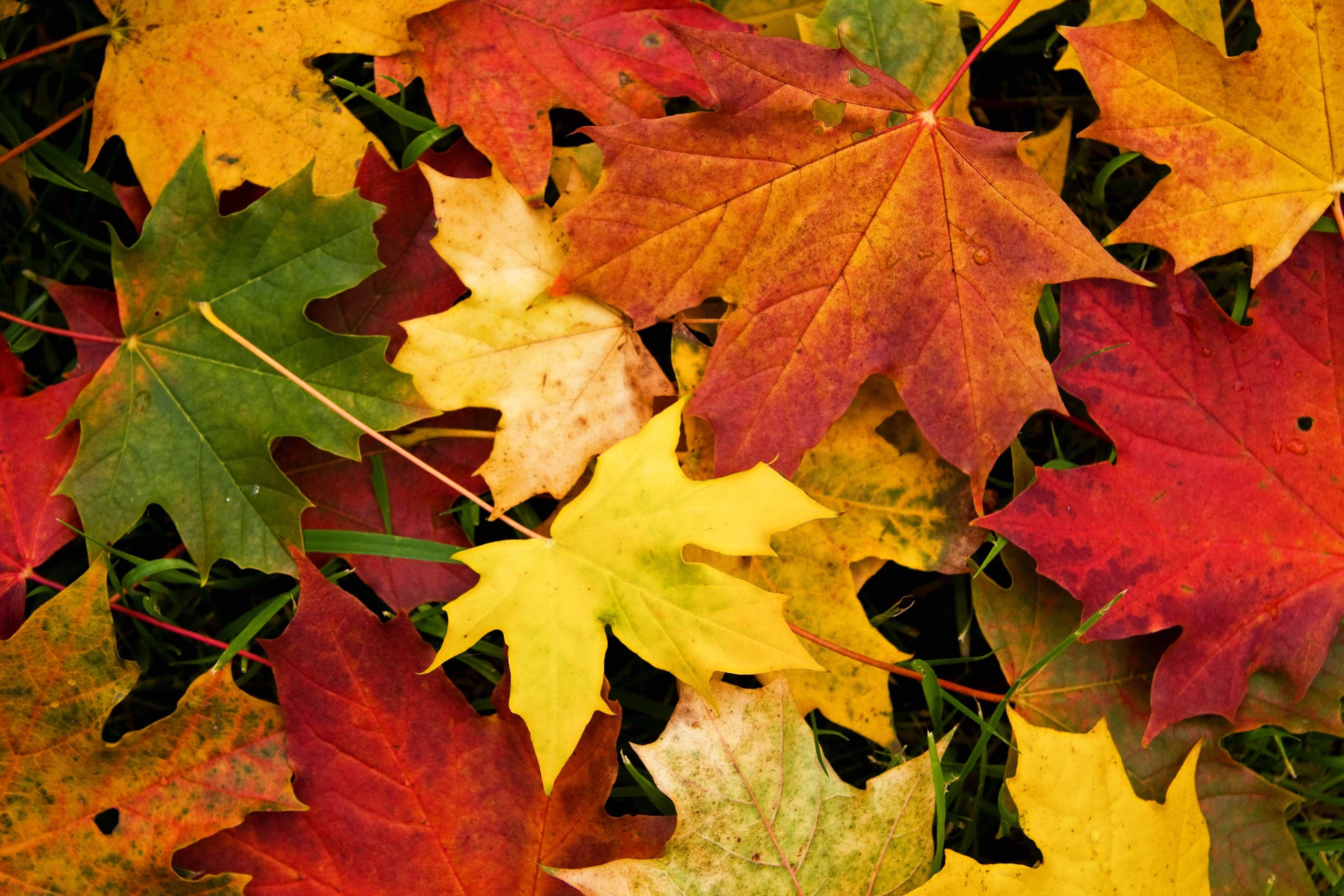 Fall Leaf Backgrounds Wallpaper - Free Images Of Autumn Leaves , HD Wallpaper & Backgrounds
