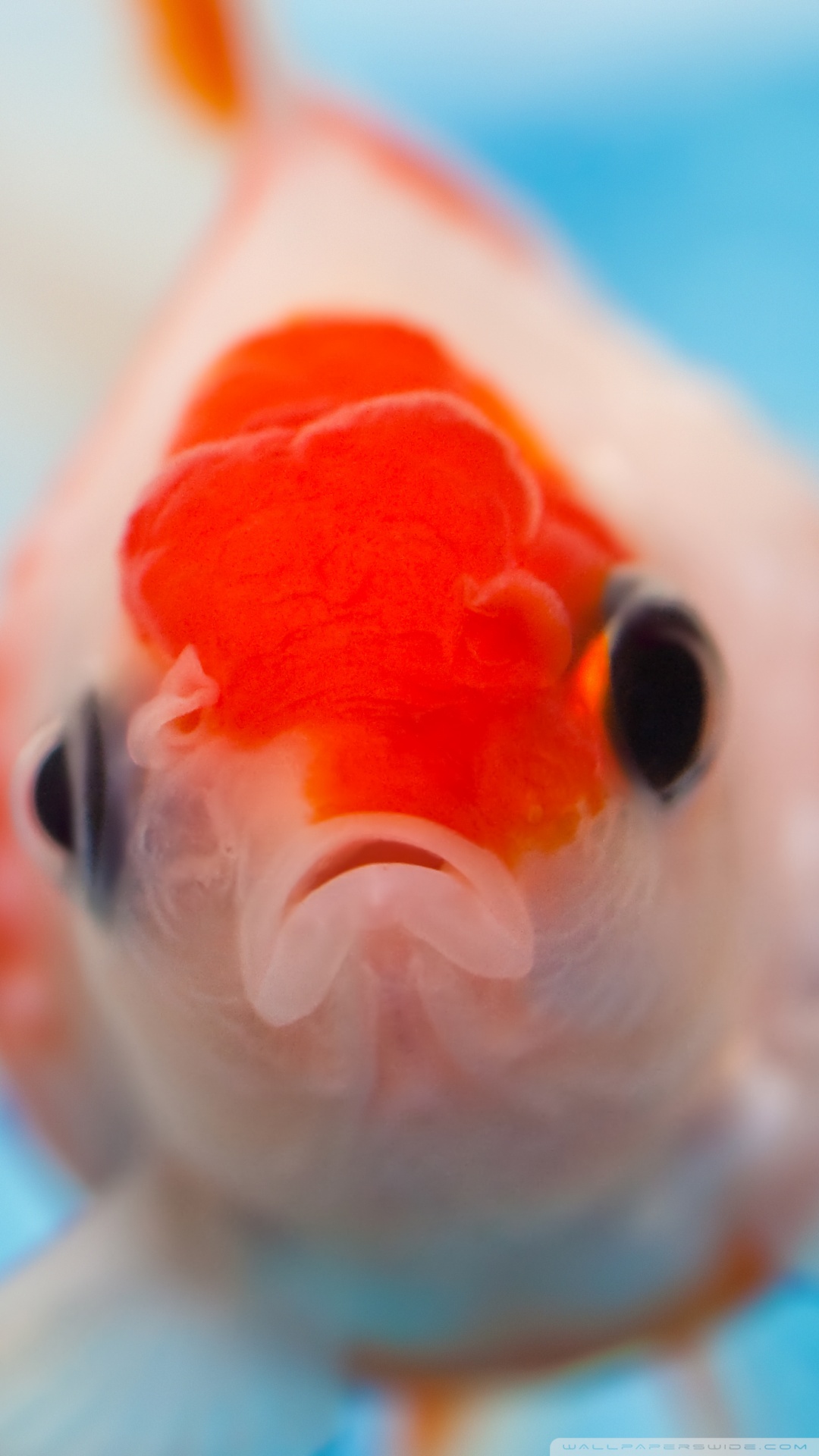 Gold Fish Up Close Face , HD Wallpaper & Backgrounds