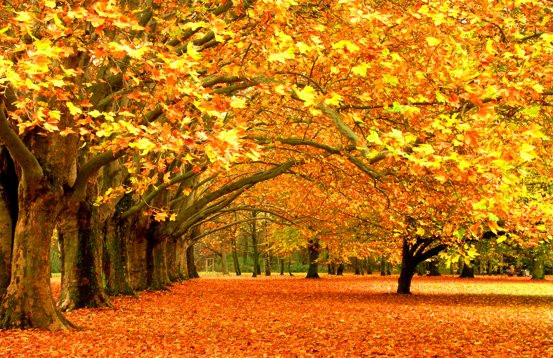 Fall Leaves Wallpaper Hd Trees - Beautiful Fall Forest , HD Wallpaper & Backgrounds